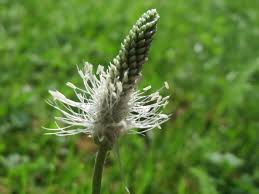 Attēlu rezultāti vaicājumam “Plantago media flower”