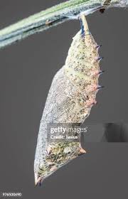 Attēlu rezultāti vaicājumam “Nymphalis pupa”