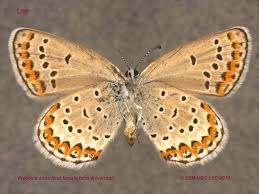 Attēlu rezultāti vaicājumam “Plebejus idas female”