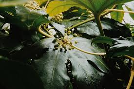 Image result for 2007早春