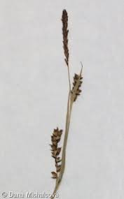 Attēlu rezultāti vaicājumam “Carex panicea flower”