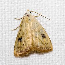 Attēlu rezultāti vaicājumam “Rivula sericealis”