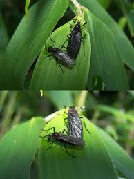 Attēlu rezultāti vaicājumam “Bibionidae”