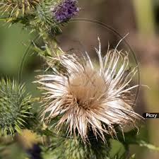 Attēlu rezultāti vaicājumam “Cirsium palustre flower”