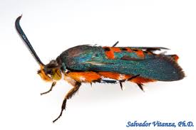 Attēlu rezultāti vaicājumam “Sesiidae”