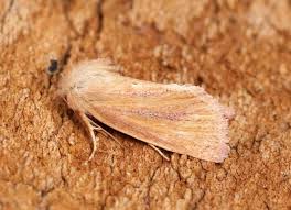 Attēlu rezultāti vaicājumam “Chortodes fluxa”