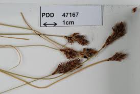Attēlu rezultāti vaicājumam “Anthracoidea”