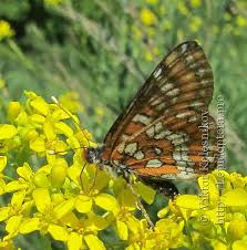 Attēlu rezultāti vaicājumam “Euphydryas maturna pupa”