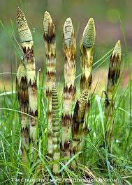 Attēlu rezultāti vaicājumam “Equisetum telmateia”