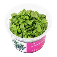 Attēlu rezultāti vaicājumam “Utricularia minor leaf”