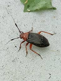 Attēlu rezultāti vaicājumam “Capsus ater”