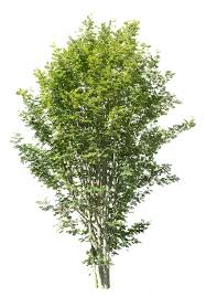 Attēlu rezultāti vaicājumam “Sorbus aucuparia”