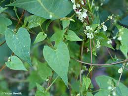 Attēlu rezultāti vaicājumam “Fallopia dumetorum”