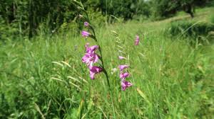Attēlu rezultāti vaicājumam “Gladiolus imbricatus bud”