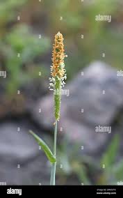 Attēlu rezultāti vaicājumam “Alopecurus aequalis flower”