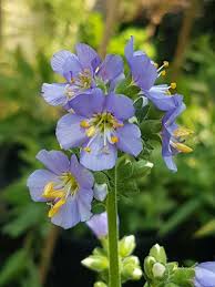 Attēlu rezultāti vaicājumam “Polemonium caeruleum leaf”