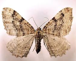 Attēlu rezultāti vaicājumam “Hydria cervinalis”