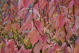 Attēlu rezultāti vaicājumam “Cornus sericea”
