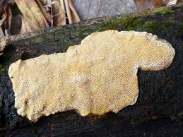 Attēlu rezultāti vaicājumam “Antrodia malicola”