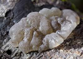 Attēlu rezultāti vaicājumam “Basidiodendron”