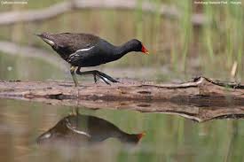Image result for Gallinula chloropus