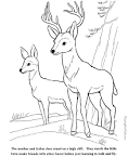 Deer coloring page