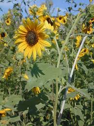 Image result for Helianthus annuus