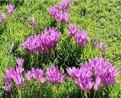 Attēlu rezultāti vaicājumam “Colchicum luteum flower”
