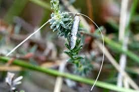 Attēlu rezultāti vaicājumam “Nematopogon sp.”