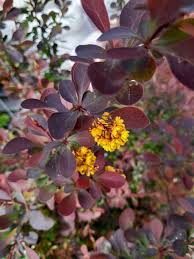Attēlu rezultāti vaicājumam “Berberis thunbergii flower”