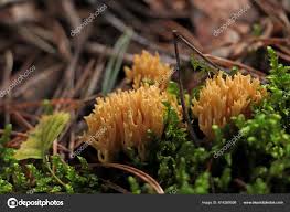 Attēlu rezultāti vaicājumam “Ramaria flava”