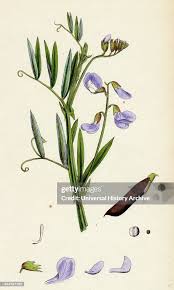 Attēlu rezultāti vaicājumam “Lathyrus palustris flower”