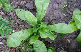 Attēlu rezultāti vaicājumam “Calendula officinalis leaf”