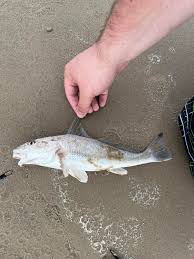 Image result for Menticirrhus americanus