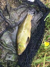 Image result for Wakefield Angling Club