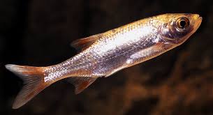 Image result for Rutilus rutilus