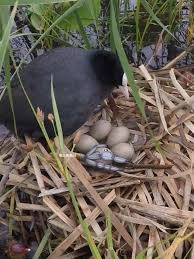 Attēlu rezultāti vaicājumam “Fulica atra eggs”