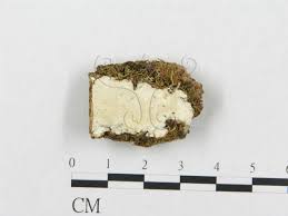 Attēlu rezultāti vaicājumam “Skeletocutis stellae”