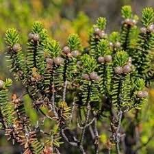 Attēlu rezultāti vaicājumam “Empetraceae”