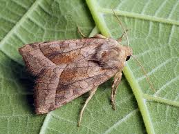 Attēlu rezultāti vaicājumam “Hydraecia micacea”