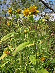Attēlu rezultāti vaicājumam “Bidens cernua flower”
