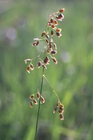 Attēlu rezultāti vaicājumam “Hierochloe odorata flower”
