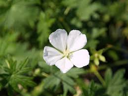 Attēlu rezultāti vaicājumam “Geranium sanguineum flower”