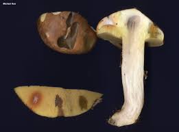 Attēlu rezultāti vaicājumam “Suillus luteus”