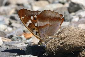 Attēlu rezultāti vaicājumam “Apatura ilia male”