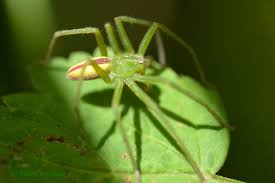 Attēlu rezultāti vaicājumam “Micrommata virescens”