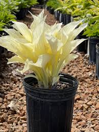 Image result for Hosta White Feather
