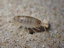 Attēlu rezultāti vaicājumam “Talitrus saltator”