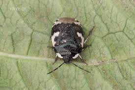 Attēlu rezultāti vaicājumam “Tritomegas bicolor”