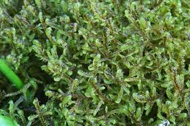 Attēlu rezultāti vaicājumam “Scorpidium revolvens”